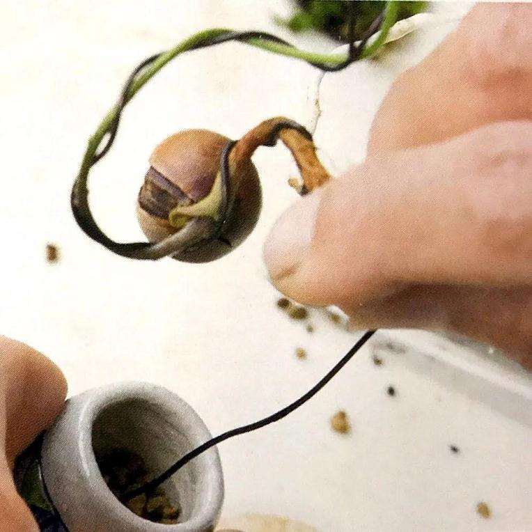 图解 盆景怎样露根露枝的方法