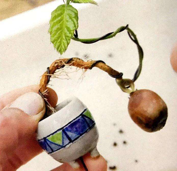 图解 盆景怎样露根露枝的方法