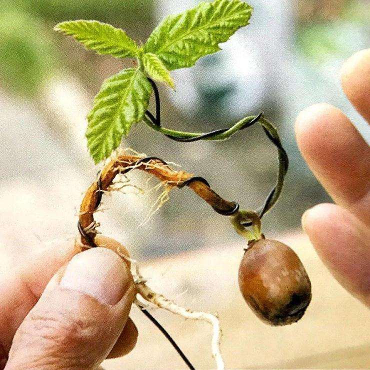 图解 盆景怎样露根露枝的方法