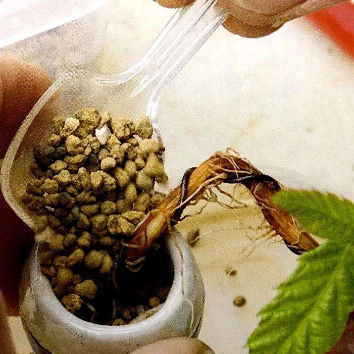 图解 盆景怎样露根露枝的方法