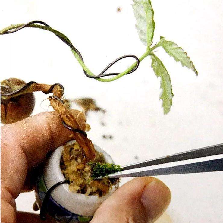 图解 盆景怎样露根露枝的方法