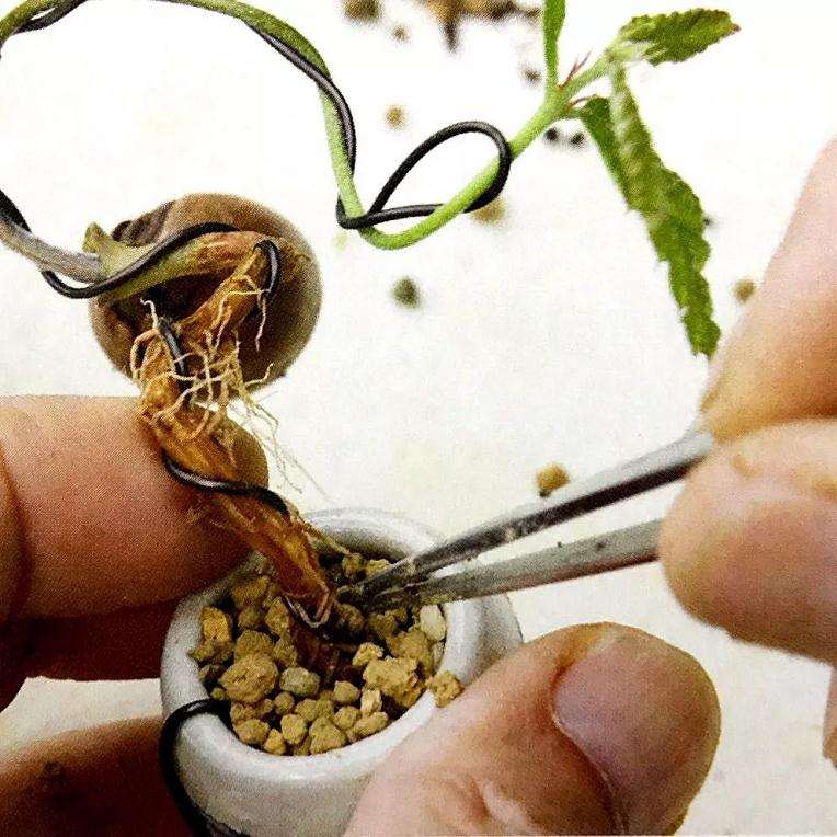 图解 盆景怎样露根露枝的方法