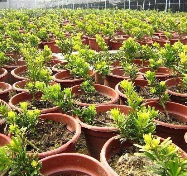 盆景罗汉松苗多久才能造型