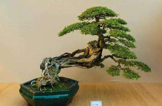 树桩黄荆盆景怎样制作与养护的方法