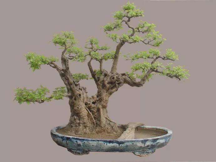 树桩黄荆盆景怎样制作与养护的方法