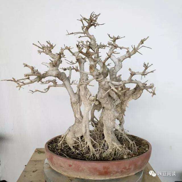 对节白蜡盆景的叶片发黄什么原因