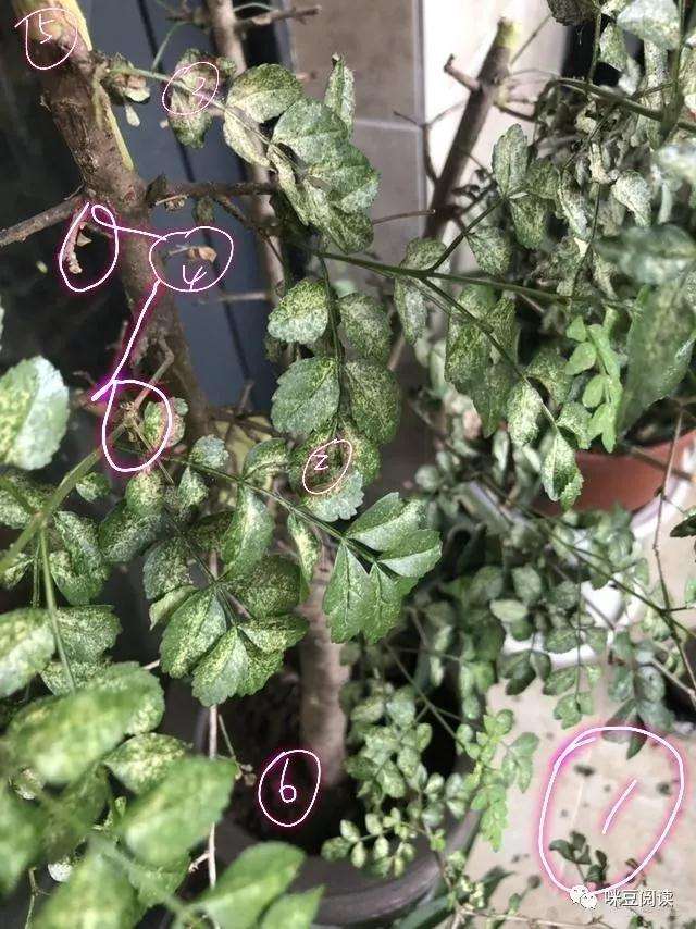 对节白蜡盆景的叶片发黄什么原因