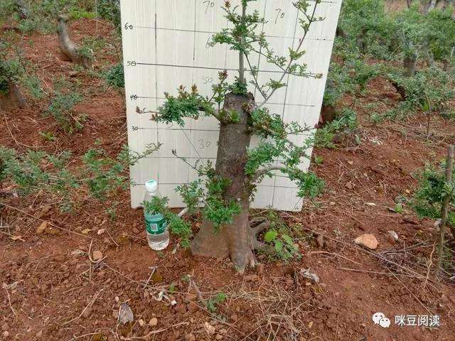 对节白蜡盆景的叶片发黄什么原因