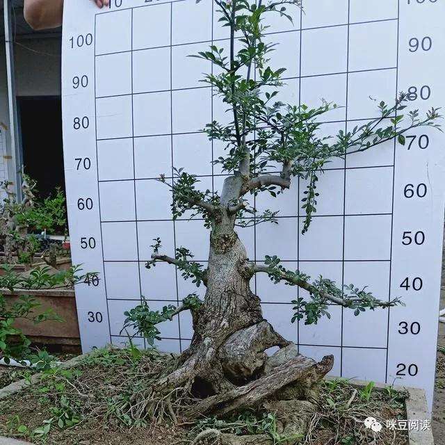 对节白蜡盆景的新芽枯萎叶片发黄怎么办