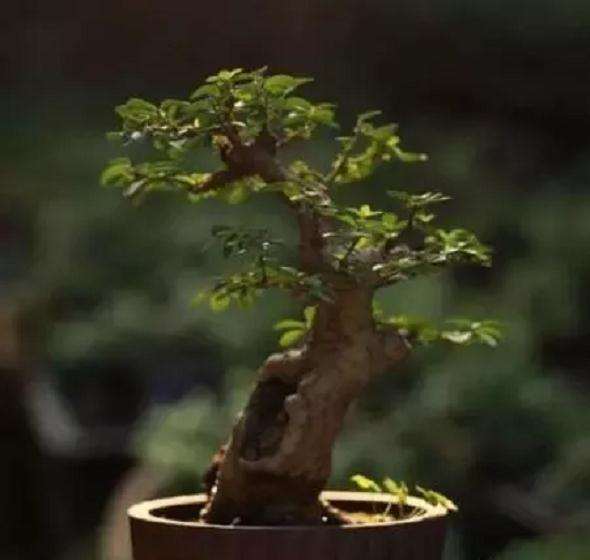 育胚后的小叶女贞盆景熟桩怎样养护