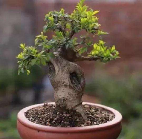 小叶女贞盆景最好采桩时间是什么时候