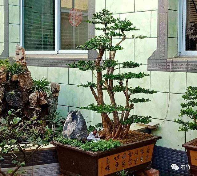黄杨下山桩新芽为什么不要抹掉