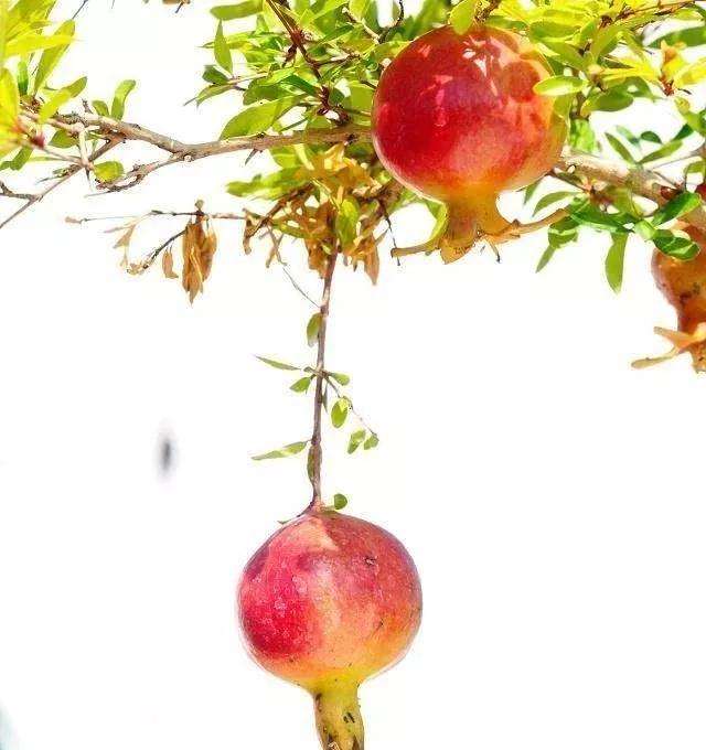 石榴盆景怎样蓄枝造型的方法