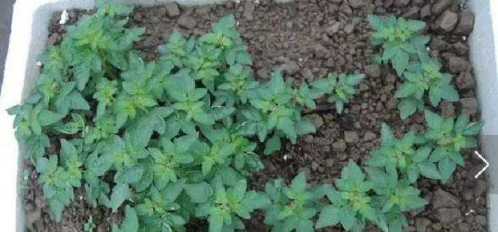 怎样制作阳台番茄盆景的方法