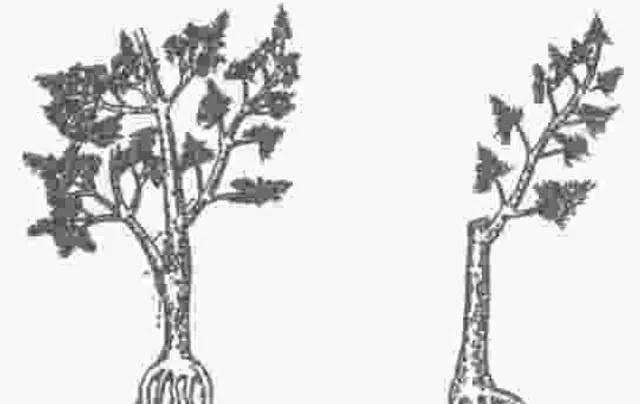 怎样制作五针松悬崖式盆景的方法 图片