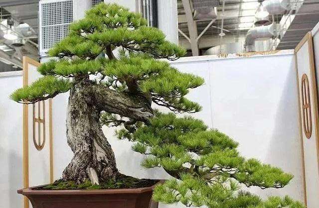 怎样制作五针松悬崖式盆景的方法 图片