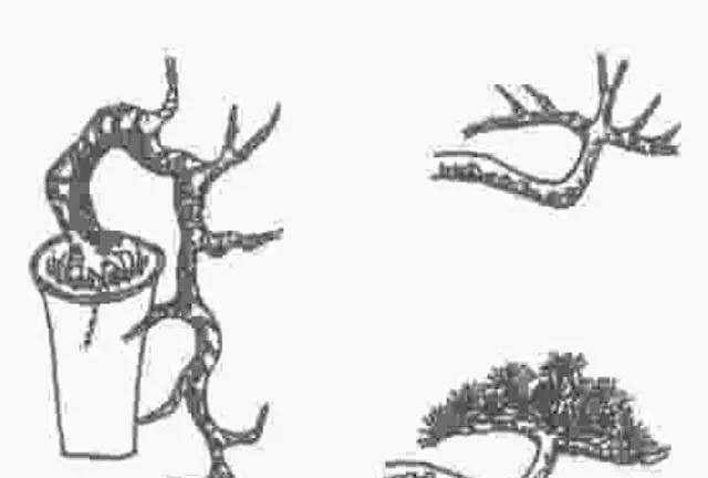 怎样制作五针松悬崖式盆景的方法 图片