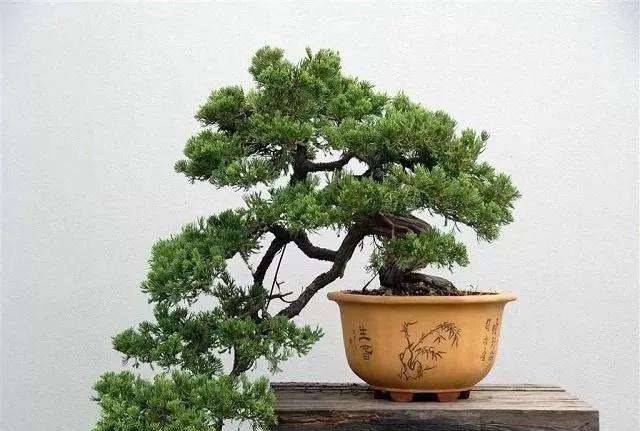 怎样制作五针松悬崖式盆景的方法 图片