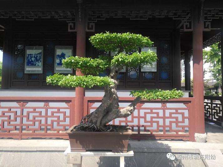 到泰州公园欣赏扬派盆景展览