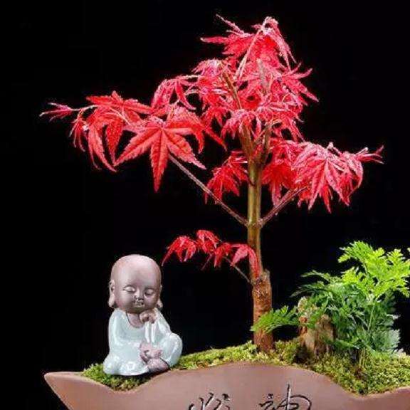 怎么将红枫小苗制作成枫树盆景