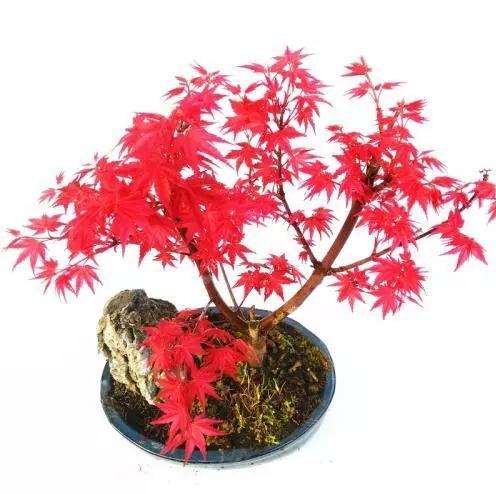 怎么将红枫小苗制作成枫树盆景