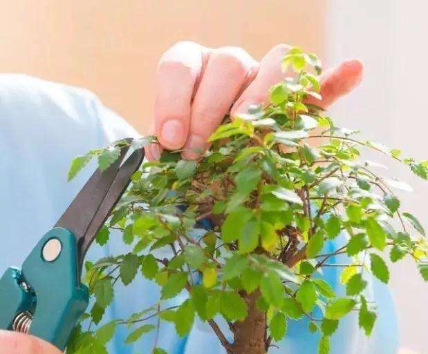 怎样修剪树木盆景的4个方法