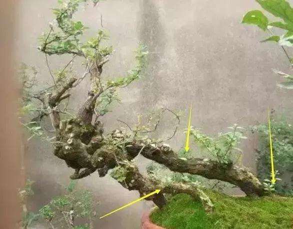 怎样修剪树木盆景的4个方法