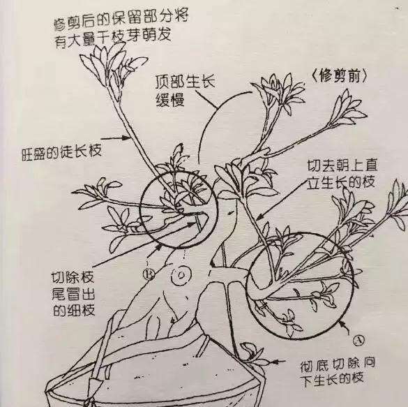 怎样修剪树木盆景的4个方法