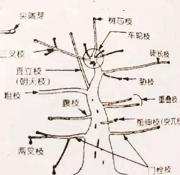 怎样修剪树木盆景的4个方法