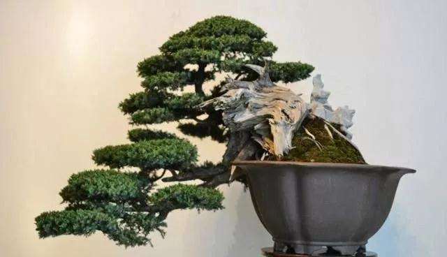 怎样制作一盆精品悬崖盆景的方法