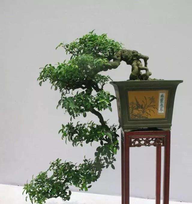 怎样制作一盆精品悬崖盆景的方法