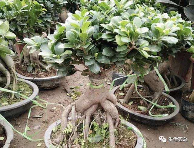 榕树盆景怎样繁殖播种的方法