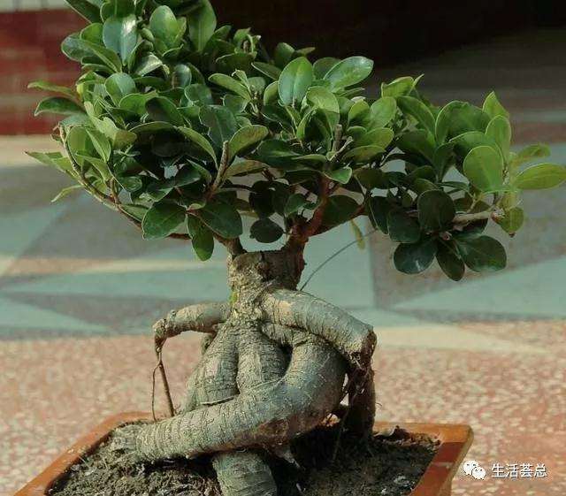 榕树盆景怎样繁殖播种的方法