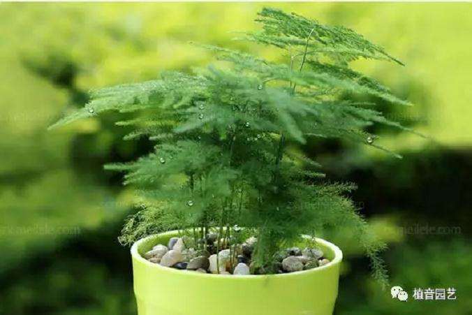 怎样制作造型最好看的文竹盆景