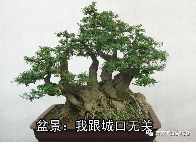 重庆城口县城为何被称为盆景之城