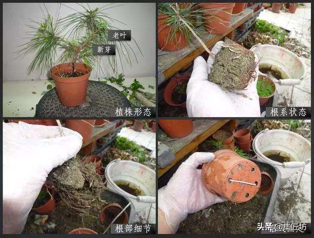 五针松小品盆景的造型过程
