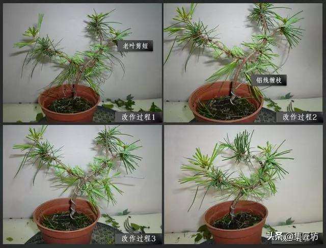 五针松小品盆景的造型过程