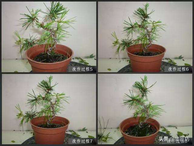 五针松小品盆景的造型过程