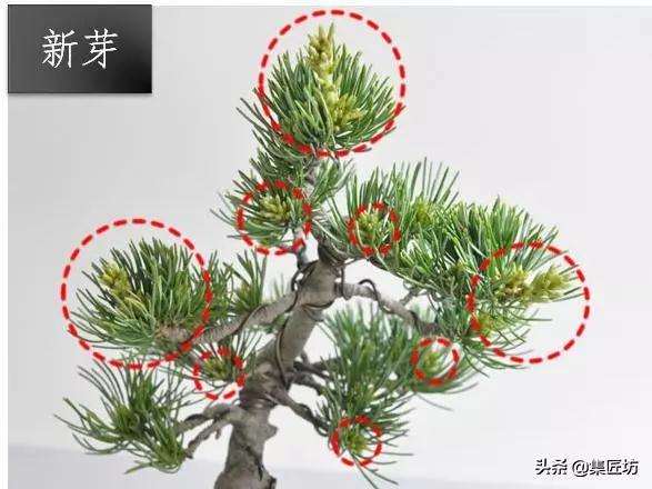 春季摘芽和秋季修剪的方法