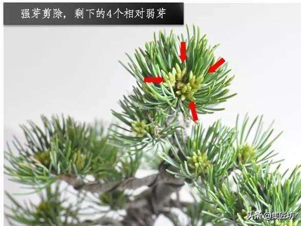 春季摘芽和秋季修剪的方法