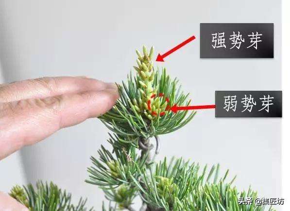 春季摘芽和秋季修剪的方法