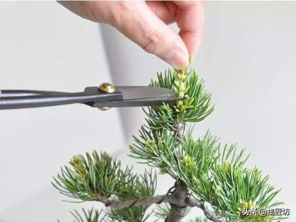 春季摘芽和秋季修剪的方法