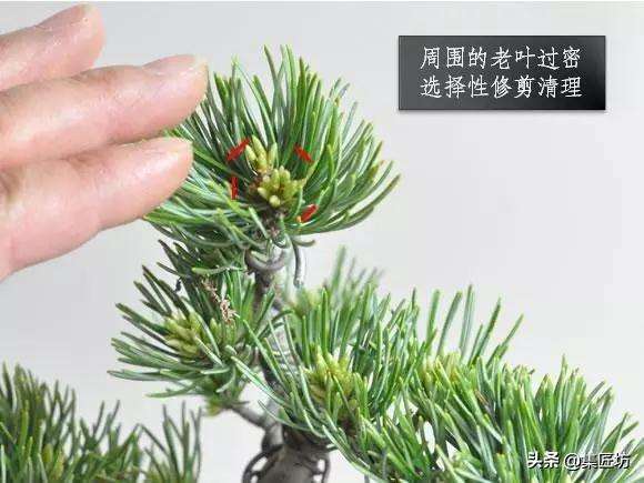 春季摘芽和秋季修剪的方法