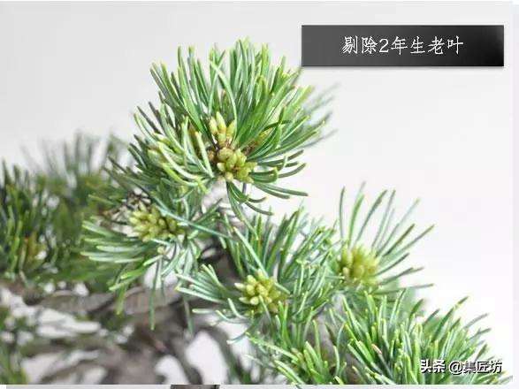 春季摘芽和秋季修剪的方法