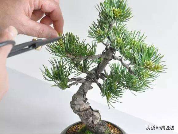 春季摘芽和秋季修剪的方法