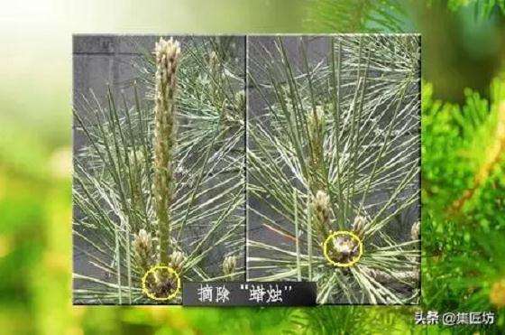 五针松盆景怎样摘芽的方法