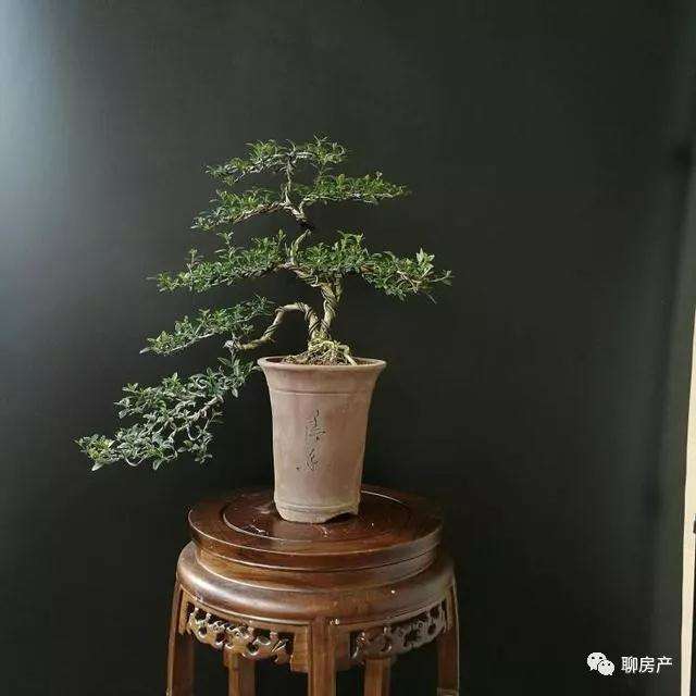 盆景造型怎样养护的方法