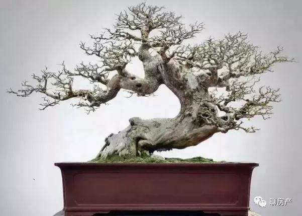 盆景造型怎样养护的方法