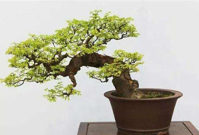 盆景和盆栽有什么区别