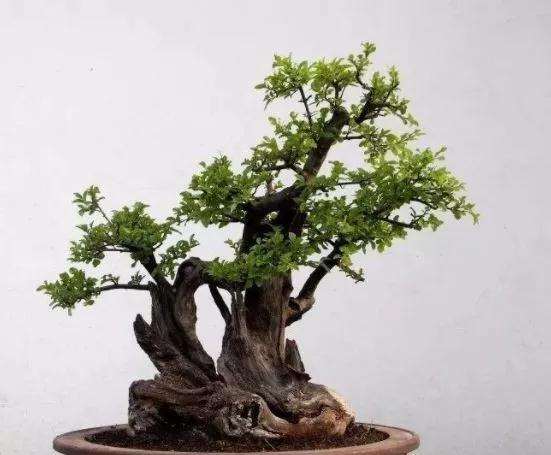 盆景和盆栽有什么区别